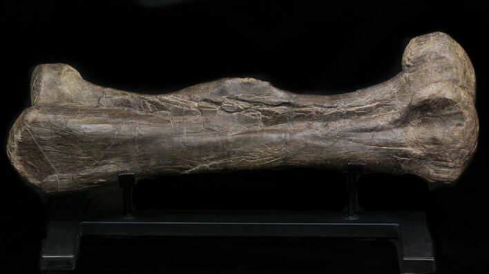 Hadrosaur (Maiasaura) Femur On Stand - Montana #37818